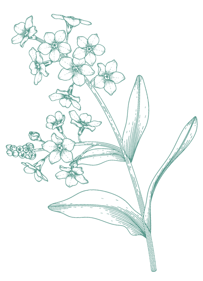 Decorative flower illustration